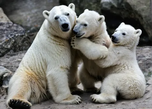 . The 14 week old polar bear twins play with their mother in their enclosure during the first outside excursion in the zoo in Munich Hellabrunn, southern Germany, on March 19, 2014. (CHRISTOF STACHE/A