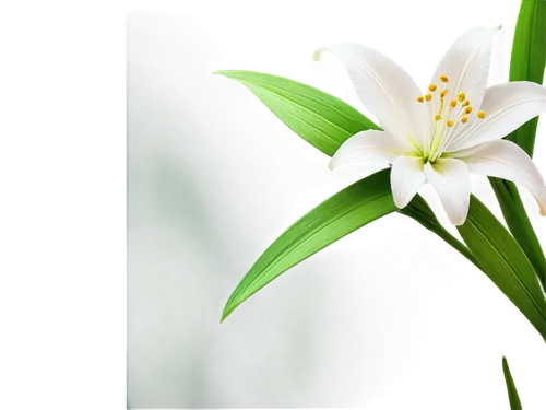 white lily,easter lilies,lilies of the valley,white flower,lily of the valley,garden star of bethlehem,madonna lily,flower background,flowers png,white blossom,flower jasmine,lily flower,star of bethlehem,lilly of the valley,delicate white flower,white jasmine,jasminum,grass lily,jasmine flower,white plumeria,Illustration,Realistic Fantasy,Realistic Fantasy 08