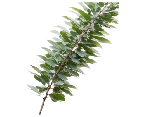 Tall eucalyptus tree, slender trunk, silver-gray bark, aromatic leaves, leafy branches stretching upwards, morning dew, soft sunlight filtering through leaves, 3/4 composition, shallow depth of field,