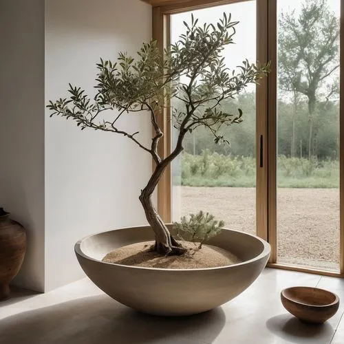 olive tree,zen style,wabi sabi style,modern room,minimalist interior,nonom style,Photography,General,Realistic