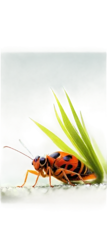 ichneumon,leafhopper,forktail,field wasp,zygaena,grasshoper,gescartera,garden leaf beetle,sawfly,scarlet lily beetle,ladybug,insecta,glyphipterix,cosmopterix,leafhoppers,auratus,tabanidae,miniata,insect,hatching ladybug,Illustration,Realistic Fantasy,Realistic Fantasy 17