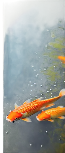 koi carps,koi fish,arowanas,koi,salmonid,fjord trout,arowana,dartfish,cavefish,swordtail,koi pond,guardfish,salmonids,needlefish,foxface fish,two fish,bonefishing,fish in water,pikeminnow,rasbora,Art,Artistic Painting,Artistic Painting 04