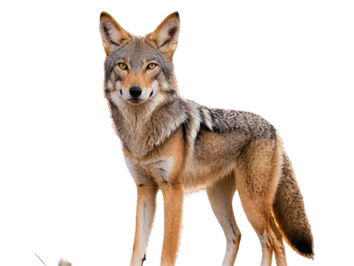 coyote,latrans,south american gray fox,vulpine,vulpes vulpes,european wolf,pyote,aleu,wildearth,canis lupus,atunyote,canid,canidae,vulpes,coyotes,brachyurus,graywolf,artiodactyla,wolfsschanze,jackals,Conceptual Art,Daily,Daily 23