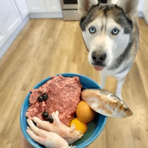 background,tuna steak,dog puppy while it is eating,carnivore,steak,rumpsteak,purebred dog,meat kane,siberian husky,delicious meal,carne asada,carnivorous,pâté,laika,meat cake,sausage plate,meat chop,a