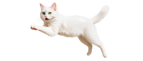 oriental shorthair,turkish van,turkish angora,white cat,peterbald,cat vector,japanese bobtail,ibizan hound,cornish rex,jerboa,albino bennetts wallaby,siamese cat,cartoon cat,cat image,british longhair cat,rex cat,cats angora,felidae,cat-ketch,kurilian bobtail,Illustration,Japanese style,Japanese Style 13