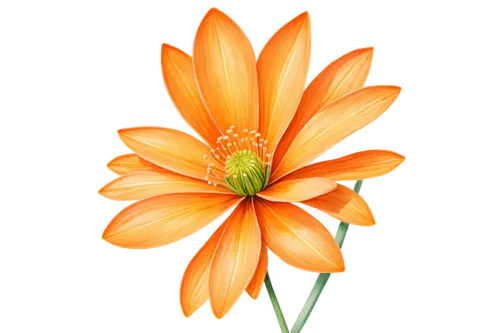 gazania,orange dahlia,flowers png,orange flower,orange lily,flower illustrative,flower illustration,star dahlia,south african daisy,tiger lily,guernsey lily,flower drawing,african daisy,orange marigold,flower of dahlia,flower painting,flame flower,calenduleae,two-tone flower,orange floral paper,Conceptual Art,Sci-Fi,Sci-Fi 10