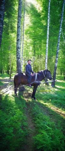 trakehner,pastukhov,caballo,horseriding,horse running,galop,cantering,finnhorse,horseback,horse and rider cornering at speed,horsecar,epona,horse drawn,horsedrawn,horse riding,reiten,horseland,weehl horse,galloping,wooden carriage