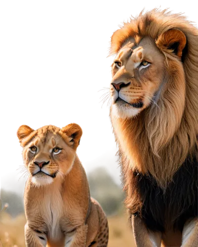 lions couple,male lions,two lion,lionesses,lions,leones,lion children,lion father,lion with cub,lion king,ligers,leonine,disneynature,the lion king,panthera leo,felids,lionheart,lion - feline,cute animals,african lion,Photography,Artistic Photography,Artistic Photography 13