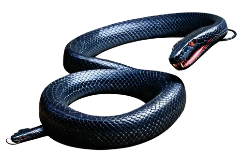 black snake, solo, curved body, scaly texture, sharp eyes, forked tongue, shiny black skin, coiled posture, close-up shot, 3/4 composition, dramatic lighting, high contrast, dark background.,eastern i