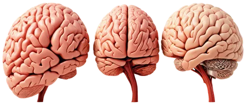 Human brain, realistic, detailed texture, cerebral cortex, cerebellum, brainstem, frontal lobe, parietal lobe, temporal lobe, occipital lobe, neurons, synapses, glial cells, meninges, blood vessels, s