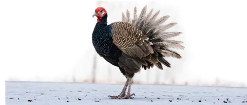 Winter turkey, solo, animal tracks, snow-covered forest floor, morning frost, detailed feathers, brown plumage, red wattle, bright eyes, gentle stride, light dusting of snow on back, shallow footprint