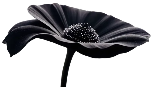 black hellebore,himilayan blue poppy,floral poppy,seidenmohn,poppy flower,fabric flower,bishop's cap,anemone honorine jobert,anemone coronaria,tree poppy,flower hat,poppy seed,papaver,poppy anemone,oriental poppy,anemone de caen,hat womens filcowy,women's hat,woman's hat,fabric flowers,Photography,Fashion Photography,Fashion Photography 20