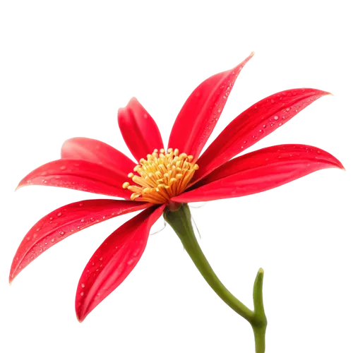 red gerbera,red chrysanthemum,flowers png,red flower,firecracker flower,echinacea,gerbera flower,gerbera,red dahlia,coneflower,decorative flower,two-tone flower,flower background,chrysanthemum cherry,asteraceae,minimalist flowers,red petals,bicolored flower,flame flower,single flower,Art,Classical Oil Painting,Classical Oil Painting 40