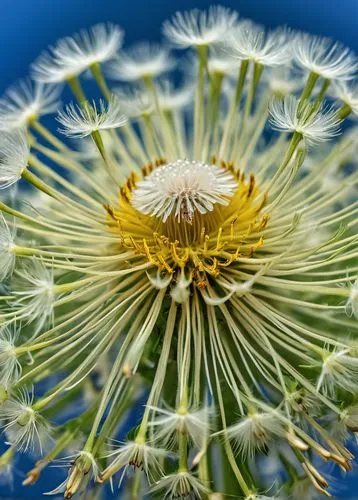 Taraxacum mongolicum, macro. Details ,dandelion background,dandelion flower,dandelion seeds,common dandelion,dandelion,camomile flower,apiaceae,dandelions,pollen,dandelion flying,mayweed,asteraceae,se