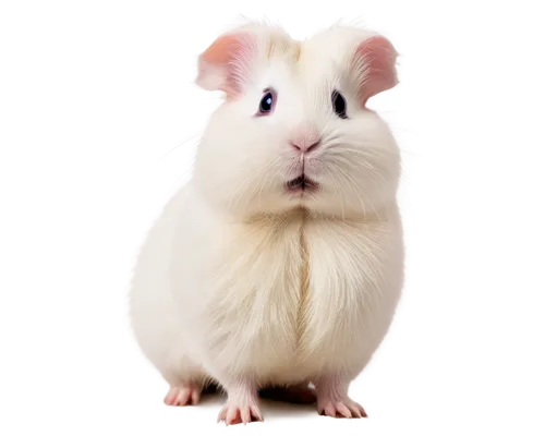 guineapig,gerbil,guinea pig,angora,chinchilla,hamster,white footed mouse,pet vitamins & supplements,rat,lab mouse icon,angora rabbit,rodent,white footed mice,whitey,rodentia icons,mouse,i love my hamster,hamster frames,pepino,rataplan,Illustration,Japanese style,Japanese Style 14