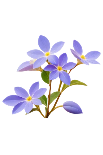 flowers png,flower background,tradescantia,flower wallpaper,minimalist flowers,blue flowers,blue flower,blu flower,violet flowers,blue petals,mountain bluets,spring leaf background,starflower,hepatica,chionodes,floral digital background,artificial flower,flower illustrative,gentians,oxalis,Illustration,Realistic Fantasy,Realistic Fantasy 31