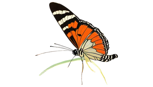 butterfly vector,gulf fritillary,orange butterfly,heliconius,euphydryas,heliconius hecale,butterfly background,butterflyer,monarch butterfly,butterfly clip art,swordtail,graphium,butterfly isolated,machaon,zygaena,acraea,melitaea,isolated butterfly,butterfly moth,ribbon winged lacewing,Illustration,Realistic Fantasy,Realistic Fantasy 31