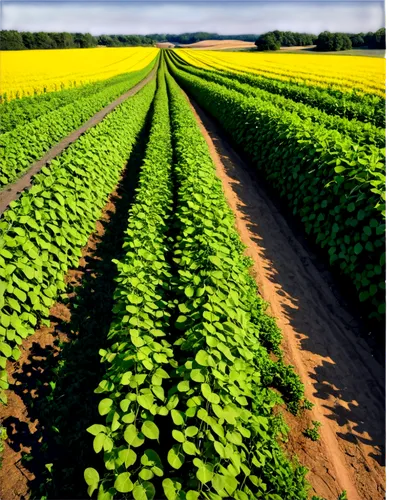 potato field,vegetable field,soybeans,sugar beet,vegetables landscape,green soybeans,biopesticides,oilseed,field of rapeseeds,agronomical,agricolas,sweet potato farming,intercropping,rapeseed,agribusinesses,oilseeds,agrobusiness,agricultural,cultivated field,agroindustrial,Photography,Fashion Photography,Fashion Photography 23