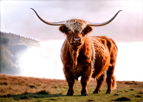 scottish highland cattle,highland cattle,highland cow,texas longhorn,scottish highland cow,alpine cow,mountain cow,watusi cow,longhorn,horns cow,ox,galloway cattle,bos taurus,oxen,yak,allgäu brown cattle,mountain cows,aurochs,bovine,zebu,Art,Classical Oil Painting,Classical Oil Painting 01