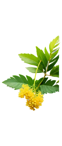 acacia,oleaceae,ylang-ylang,carambola,tabebuia,yellow tabebuia,artocarpus,ixora,flowers png,wattleseed,bay-leaf,limonana,syzygium,acianthera,geraniaceae,star fruit,bay leaf,lemon myrtle,xanthorrhoeaceae,morinda citrifolia,Art,Artistic Painting,Artistic Painting 39