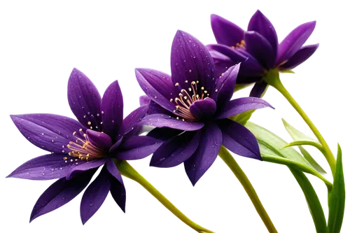 Dark purple flowers, bouquet arrangement, delicate petals, golden anthers, slender stems, water droplets on leaves, soft focus, shallow depth of field, warm lighting, 3/4 composition, close-up shot, r