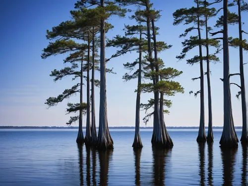 art print of a grouping of cypress trees on Lake Moultrie, South Carolina, in blue early morning light by Ivo Kerssemakers,loblolly pine,south carolina,mobile bay,palmetto coasts,georgia pine,row of t