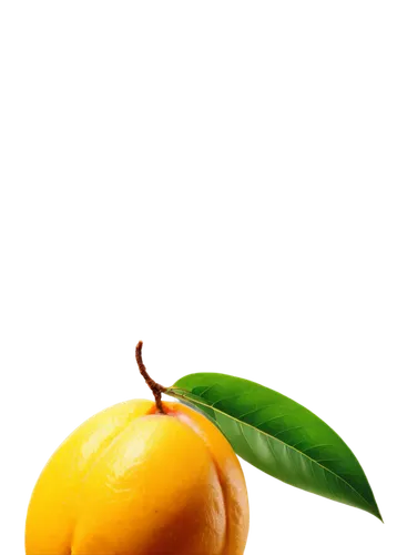 lemon background,lemon wallpaper,apricot,kumquat,citrus,orange fruit,green tangerine,satsuma,minneola,apfel,oranges,guava,tangerine tree,yellow peach,loquat,orangi,defend,tangerines,psidium,nectarine,Art,Classical Oil Painting,Classical Oil Painting 28