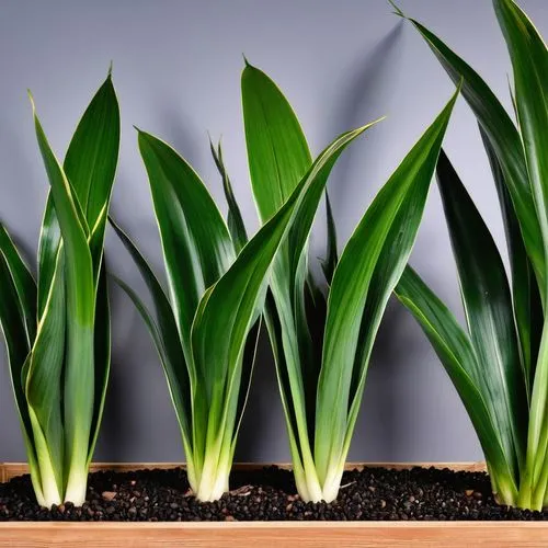 aspidistra,sansevieria,scallions,tender shoots of plants,peace lilies,green plants,ramps,dark green plant,potted plants,tube plants,strelitzia orchids,green plant,monocots,ornamental plants,seedlings,sweet grass plant,easter lilies,billbergia,plantes,house plants,Photography,General,Realistic