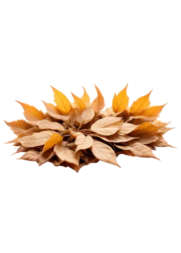 dried leaves,dried wild flower,dried flower,autumn leaf paper,sweet gum,fall leaf border,chestnut leaf,dried petals,dried leaf,chestnut leaves,dried flowers,maple seeds,autumn wreath,seasonal autumn decoration,safflower,thunberg's fan maple,maple leave,dried cloves,fall leaf,autumnal leaves,Photography,General,Fantasy