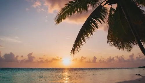 caribbean,caribbean beach,tropical beach,the caribbean,bahamas,kurumba,maldives,cook islands,maldive,french polynesia,maldivian,coconut trees,palm silhouettes,akumal,caribbean sea,maldive islands,bahama,cayo coco,palm tree silhouette,sun of jamaica,Photography,General,Cinematic