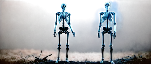 skeletons,skeletal,human skeleton,skeleton,skeletal structure,vintage skeleton,bones,endoskeleton,danse macabre,calcium,skeleltt,x-ray,bone,cross bones,day of the dead frame,day of the dead skeleton,femur,dance of death,fractalius,limb males,Photography,Documentary Photography,Documentary Photography 02