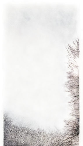 dog frame,wolfed,transparent image,pyote,trico,shearmur,dogana,furring,wolfgramm,boar,atunyote,raccoon,wolffian,furta,eardwulf,volf,deg,sealskin,sackcloth textured background,wolfdog,Illustration,Realistic Fantasy,Realistic Fantasy 35