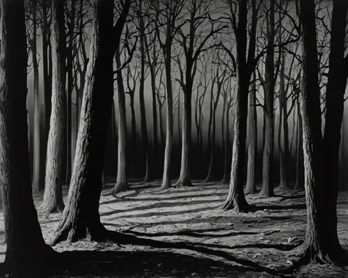 beech trees,copse,beech forest,row of trees,charcoal drawing,halloween bare trees,tree grove,stieglitz,forest landscape,deciduous forest,bare trees,forest dark,grove of trees,forest glade,winter forest,ordinary boxwood beech trees,trees with stitching,andreas cross,black landscape,forest of dean,Photography,Black and white photography,Black and White Photography 13