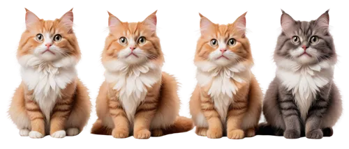 Cats, multiple, pitchers, adorable whiskers, fluffy fur, varied colors, sitting, standing, playful poses, cute facial expressions, bright curious eyes, soft furry ears, paws holding handles, ceramic m