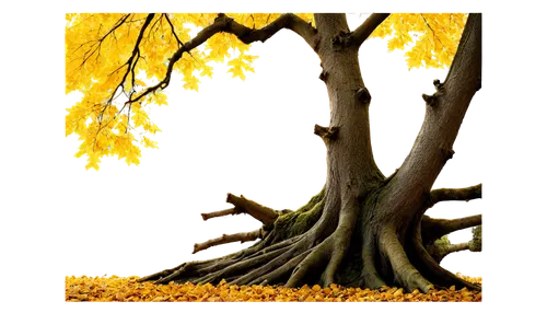 deciduous tree,norway maple,deciduous trees,european beech,tulip poplar,maple tree,autumn tree,autumn background,flourishing tree,deciduous,linden tree,golden trumpet tree,ash-maple trees,birch tree background,aa,bodhi tree,tulip tree,american larch,larch tree,autumn icon,Art,Classical Oil Painting,Classical Oil Painting 04