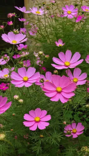 Write a romantic story about pink cosmea blooming in a secret garden.,cosmea bipinnata,garden cosmos,pink cosmea,cosmos flowers,cosmea,cosmos caudatus,cosmos flower,pink daisies,japanese anemones,cosm