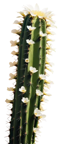 cactus digital background,cereus,cactus,prickly flower,cactus flower,echinopsis,organ pipe cactus,cactus flowers,sclerocactus,ferocactus,nopal,night-blooming cereus,cacti,cactaceae,sonoran desert,prickly,prickles,cleombrotus,prickliest,sonoran,Illustration,Paper based,Paper Based 04