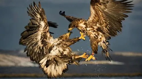 a pair of eagles locked in battle in flight over water,african fishing eagle,white-tailed eagle,white tailed eagle,of prey eagle,bald eagles,fish eagle,steller's sea eagle,mongolian eagle,sea eagle,fi