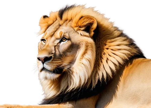 panthera leo,male lion,african lion,lion,lion white,magan,tigon,leonine,aslan,female lion,goldlion,iraklion,lionheart,lion head,zabu,lionni,simha,lion - feline,lionore,white lion,Conceptual Art,Fantasy,Fantasy 22