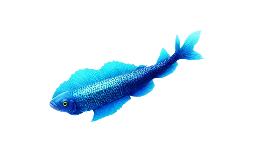 coelacanth,lanternfish,blue fish,coelacanths,blue stripe fish,rainbowfish,icefish,zebrafish,oreochromis,arowana,glofish,kokanee,arowanas,gourami,killifish,damselfish,barramundi,blueback,cyprinid,underwater fish,Photography,Documentary Photography,Documentary Photography 14