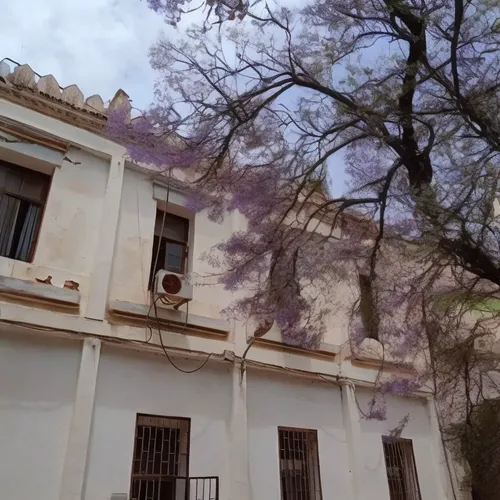 jacaranda,jacarandas,jacaranda trees,coyoacan,paradores,zorrilla