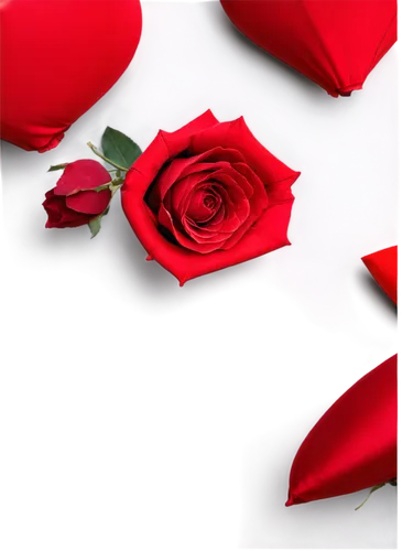 rose png,valentine background,valentines day background,red rose,red roses,romantic rose,frame rose,rosevelt,rose,rosewall,rose petals,rosse,flowers png,paper flower background,flower wallpaper,red petals,flower background,rosas,spray roses,rosae,Art,Classical Oil Painting,Classical Oil Painting 27