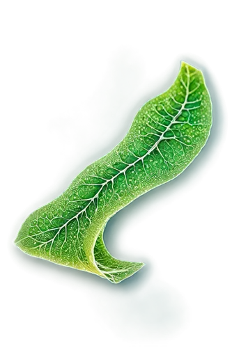 chloroplasts,custody leaf,elegans,magnolia leaf,chlorophyta,fig leaf,tropical leaf,fern leaf,mammoth leaf,leaf vegetable,leaf structure,trumpet leaf,skeleton leaf,ginkgo leaf,grape leaf,leaf fern,morelia viridis,leafhopper,leaf,mape leaf,Art,Classical Oil Painting,Classical Oil Painting 35