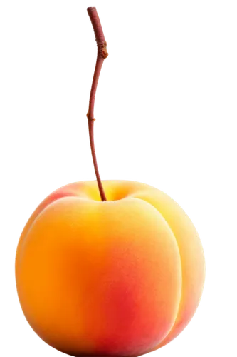 apricot,nectarine,yellow peach,peach,golden apple,peachpit,dapple,apple frame,peach color,vineyard peach,ripe apple,apricots,hesperange,peach tree,apprising,worm apple,peaches,peacham,peachey,manzana,Illustration,Realistic Fantasy,Realistic Fantasy 41