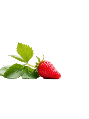 watermelon background,watermelon wallpaper,red strawberry,strawberry,raspberry leaf,strawberry plant,strawberry flower,red and green,fraise,free background,strawberries,transparent background,spring leaf background,full hd wallpaper,red berry,nature background,fragaria,crayon background,digital background,strawbs,Photography,Documentary Photography,Documentary Photography 01