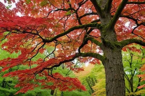 A vibrant red maple tree stands tall in a lush green forest, surrounded by a variety of red-painted berries. The trees are painted in a soft, textured hue, and a gentle breeze rustles the leaves. The 