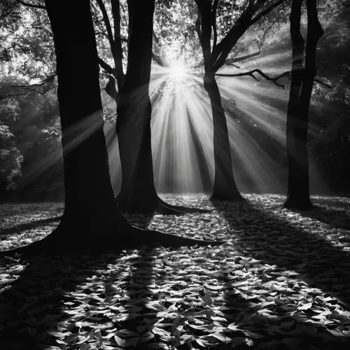 light rays,sunrays,light and shadow,sun rays,sunbeams,sunlight through leafs,god rays,beam of light,rays of the sun,monochrome photography,sunray,the pillar of light,light comes through,inner light,the mystical path,light phenomenon,the light,blackandwhitephotography,guiding light,sun ray,Photography,Black and white photography,Black and White Photography 08