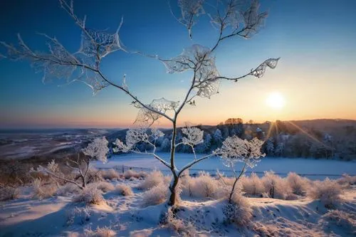 unreal sunrise,hoarfrost,snow tree,winter tree,snowy tree,winter landscape,winter magic,the first frost,bare tree,birch tree,winter morning,finnish lapland,isolated tree,morning frost,lone tree,winter