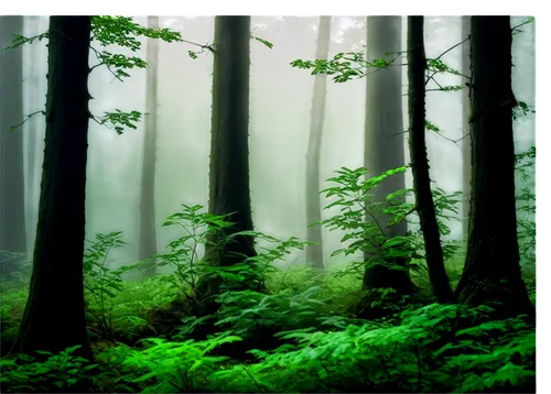 foggy forest,forest background,green forest,coniferous forest,germany forest,elven forest,endor,forestland,forests,forest,forested,forest dark,fir forest,nature background,the forest,forest landscape,mixed forest,forest of dreams,the forests,wald,Conceptual Art,Fantasy,Fantasy 30