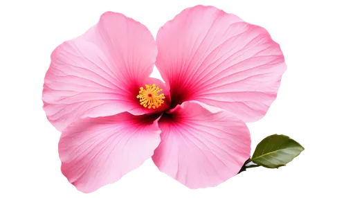 Hibiscus flower, large petals, delicate edges, soft pink color, yellow center, gentle curves, intricate details, subtle shading, realistic texture, 3/4 composition, shallow depth of field, natural lig